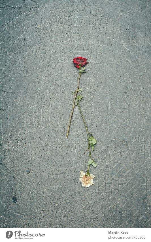 life stage tracking Lifestyle Beautiful Plant Rose Blossoming To fall Love Lie Sadness Faded Fragrance Broken Town Red White Relationship Loneliness Eternity