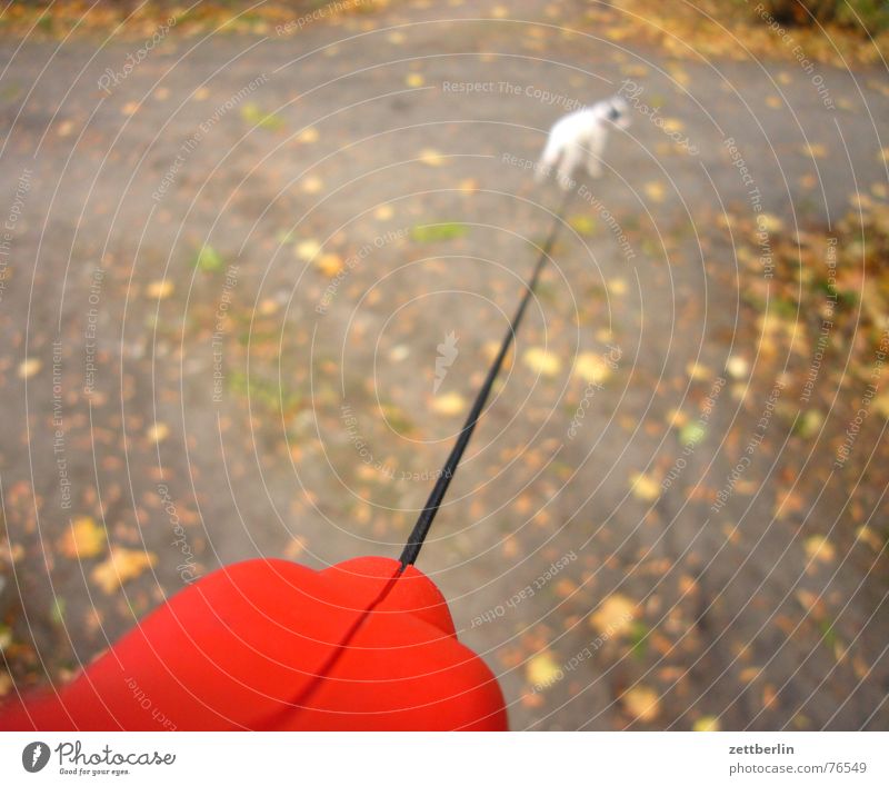 dog Dog Puppy Terrier Small Diminutive Leashed To go for a walk Park Autumn Leaf Rope Freedom frahahahahait Dog lead