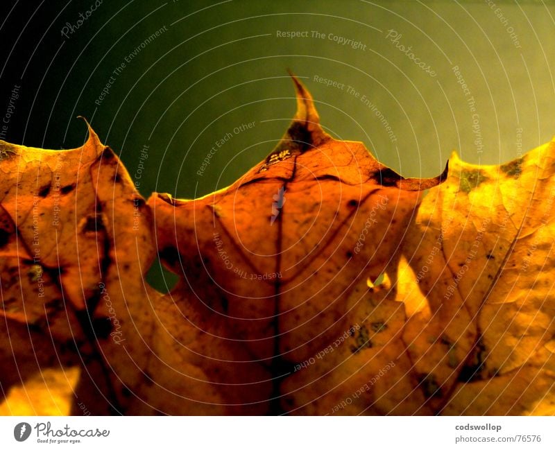 songs from the wood Leaf Red Yellow Bronze Black Autumn Gold structure Structures and shapes