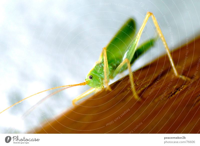 Grasshopper climbing Animal Insect Locust Feeler Green Small Hop Jump Climbing long legs