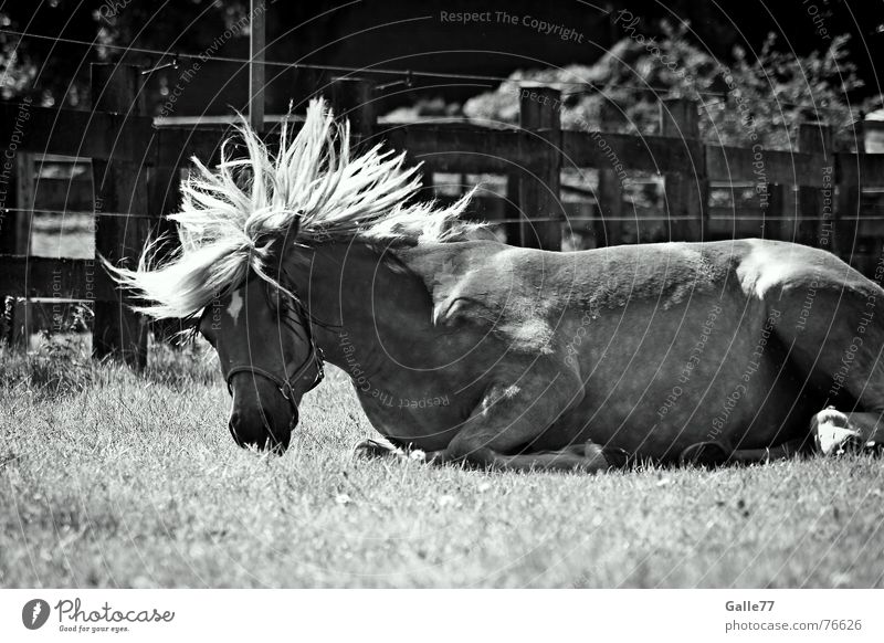 "I'm fine" Horse Haflinger Well-being Emotions Mane Swing roll Joy Rotate Wild animal