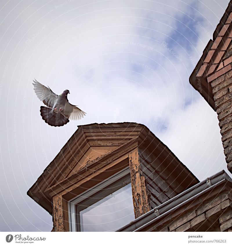 You've got mail! Old town House (Residential Structure) Window Roof Animal Bird 1 Sign Flying Write Retro Town Business Environmental pollution Decline Past