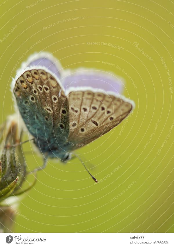 blue Life Environment Nature Animal Spring Summer Blossom Meadow Wild animal Butterfly 1 Rutting season Fragrance Esthetic Small Natural Cute Positive Blue Gray