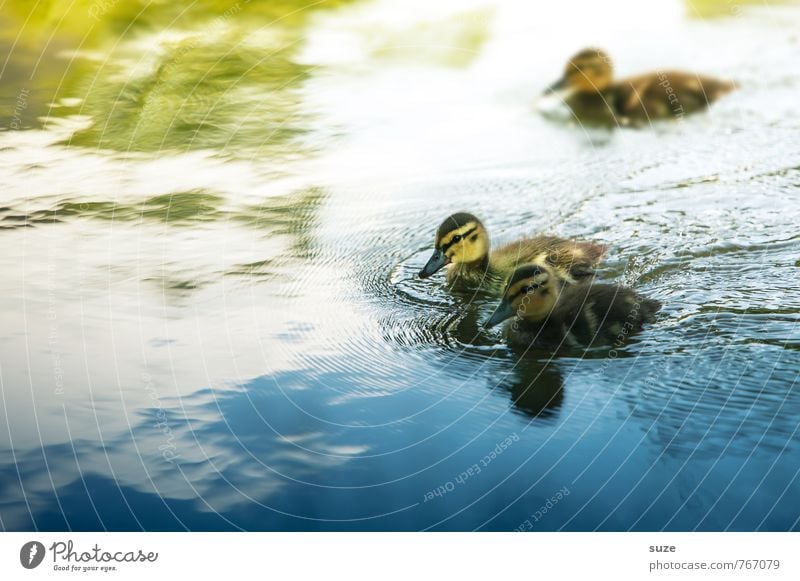 Absolute beginners Environment Nature Animal Water Weather Pond Lake Wild animal Bird 3 Group of animals Baby animal Swimming & Bathing Small Curiosity Cute