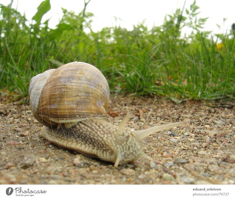 Searching Meadow Green Animal Mucus Snail shell Grass Calm Serene Exterior shot Crawl Mud House (Residential Structure) Life Vineyard snail Lanes & trails Stone