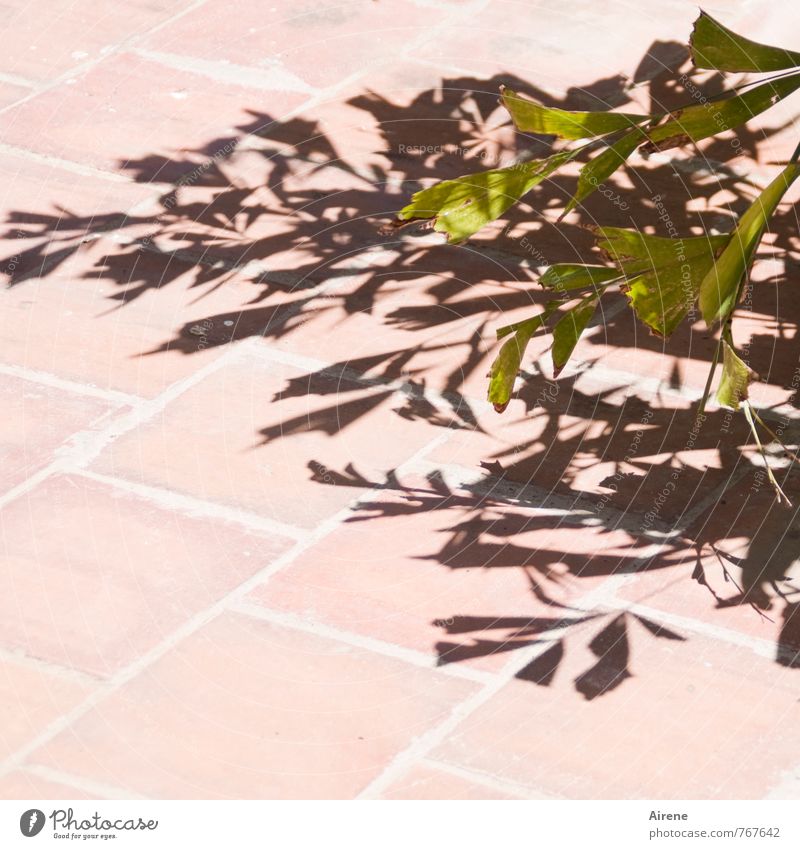 in the midday light Sunlight Beautiful weather Plant Leaf Foliage plant Sign Hot Green Black Clarity Considerable Contrast pale pink Colour photo Exterior shot
