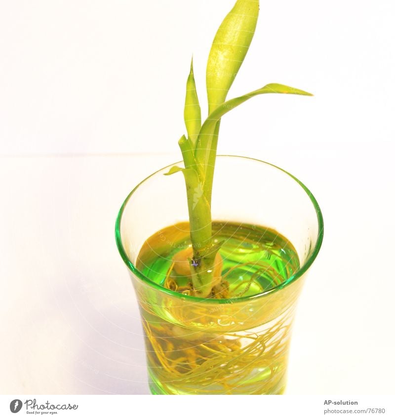 Lucky Bamboo Flourish Plant Green Foliage plant Growth Things Living or residing Lucky bamboo Decoration Root Water Glass