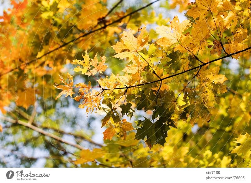 autumn leaves Leaf Autumn Tree Yellow Nature Mühlacker Exterior shot autumn yellow nature colourful Branch Germany Bright canon eos 5d
