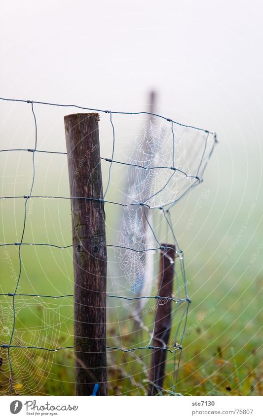 Fence in the fog Fog Meadow Green Spider's web Autumn Morning