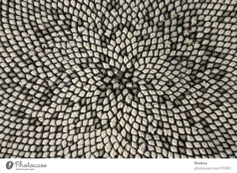 jostle Sunflower seed Pattern White Gray Mosaic Autumn Star (Symbol)