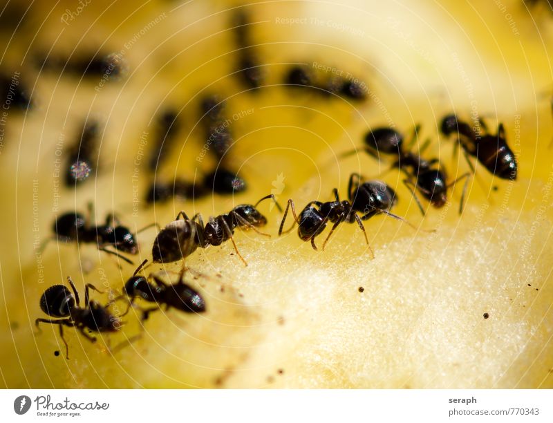 Ants nourish Feed Food forage Fruit Nutrition Insect Group colony wildlife Wild Work and employment Teamwork Organized Supply Land-based carnivore Ant-hill