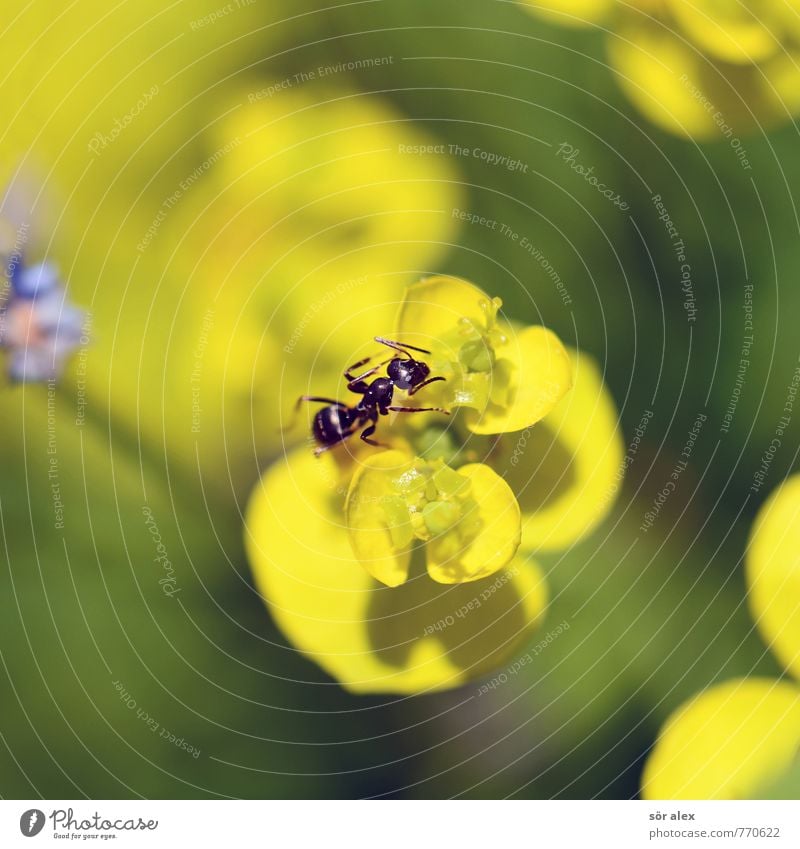 Small Environment Nature Plant Summer Climate Flower Blossom Meadow Animal Insect Ant 1 Yellow Green Crawl Macro (Extreme close-up) Summery Colour photo