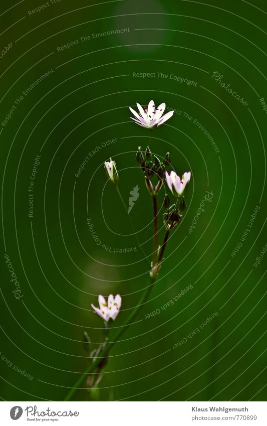 A tiny flower stretches its blossoms towards the light. Environment Nature Plant Spring Summer Flower Foliage plant Wild plant Marsh chickweed Meadow Blossoming
