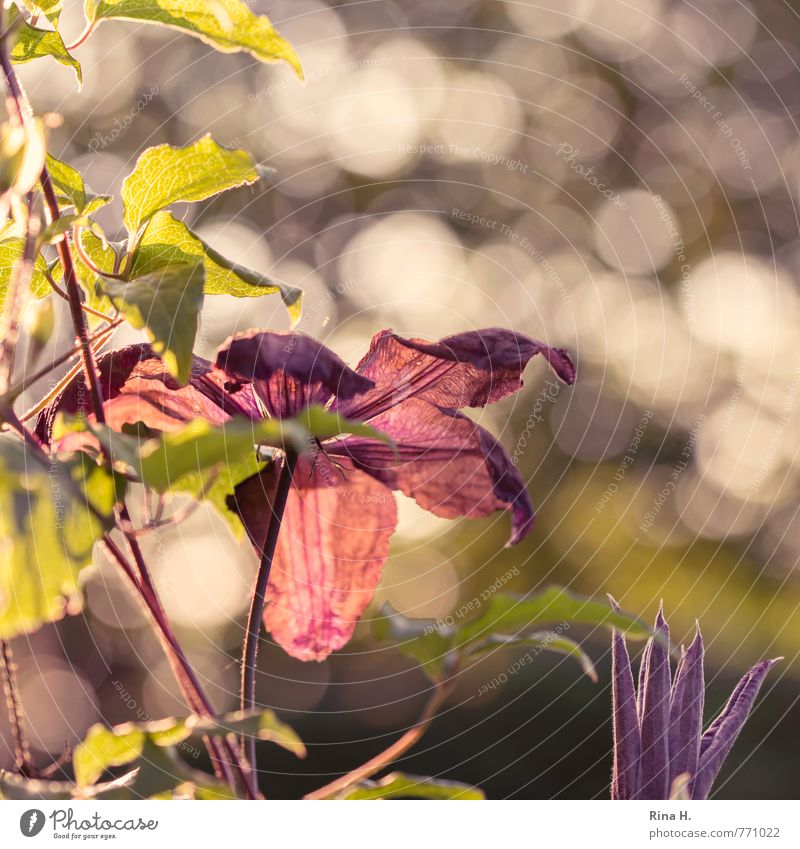 Backlight Clematis Nature Plant Beautiful weather Creeper Garden Blossoming Bright Happy Spring fever Blur qudratic Bud Colour photo Deserted Morning