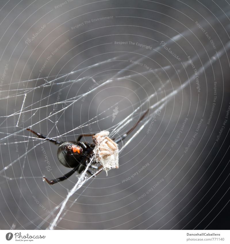 Black widow I prey Nature Animal Spider 1 Eating To feed Hunting Aggression Threat Dark Creepy Gray Red Death Appetite Fear Fear of death Dangerous Distress