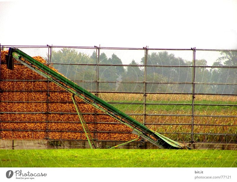 limelight Corn cultivation Harvest Conveyor belt Corn cob Maximum Deserted Heap Stack