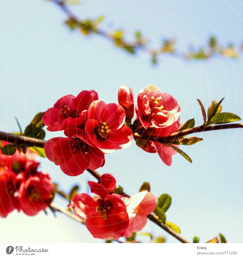 ornamental quince Nature Plant Spring Bushes Blossom Exotic Rose plants rosaceae spiraeoid sea pyreae pome fruit plants pyrinae Flowering Quince Blossoming