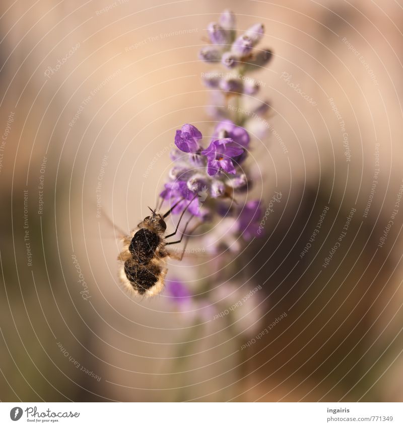 hungry Plant Animal Flower Blossom Lavender Woolly Weaver Insect 1 Flying To feed Fragrance Friendliness Small Near Brown Violet Moody Movement Accumulate