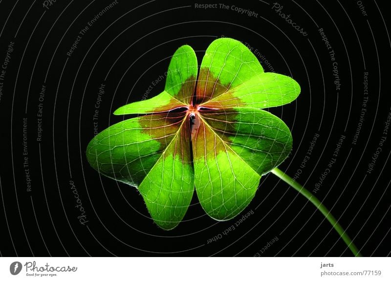 wishes Desire Clover Meadow Green Congratulations Light Hope Religion and faith Popular belief Four-leafed clover Macro (Extreme close-up) Close-up four-leaf
