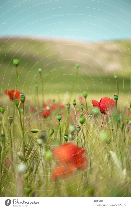 Papaveri toscani [1] Environment Nature Landscape Plant Sky Cloudless sky Sunlight Summer Beautiful weather Flower Blossom Agricultural crop Wild plant Poppy