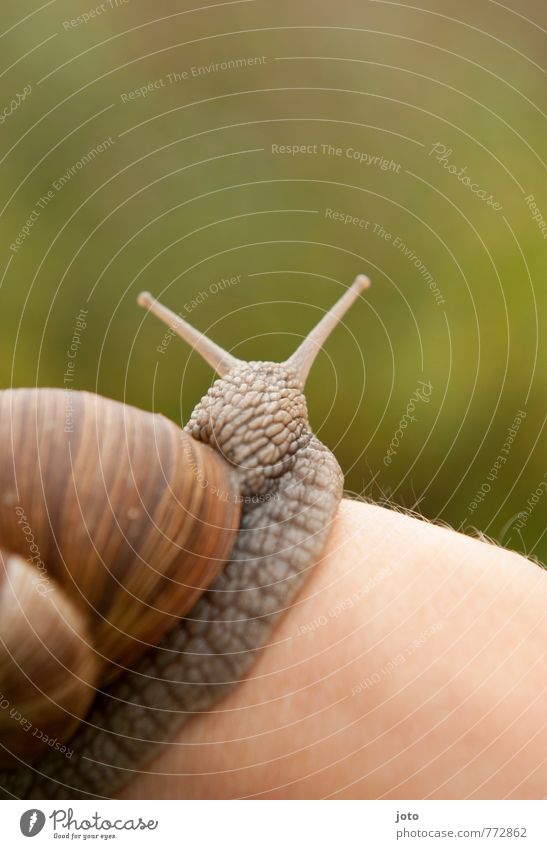 pleasantly Hand Nature Animal Summer Garden Wild animal Snail Vineyard snail Snail shell 1 Curiosity Cute Slimy Green Contentment Love of animals Calm