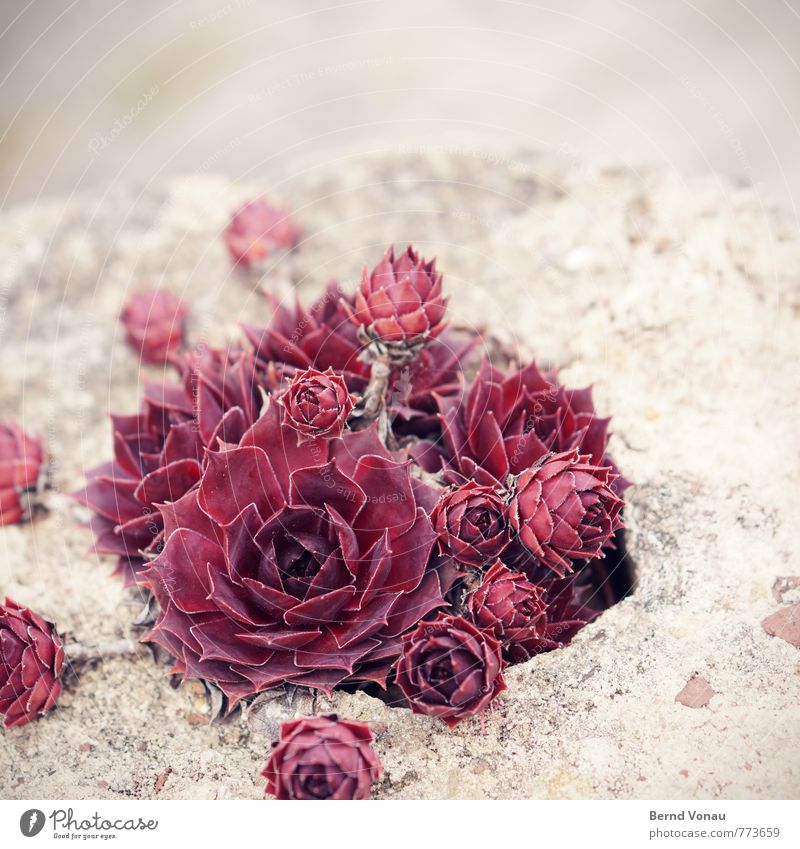 nice and dry Plant Flower Dry Brown Gray Red Stone Rose Esthetic Bright Modest Sandstone Garden Colour photo Exterior shot Deserted Copy Space top Day