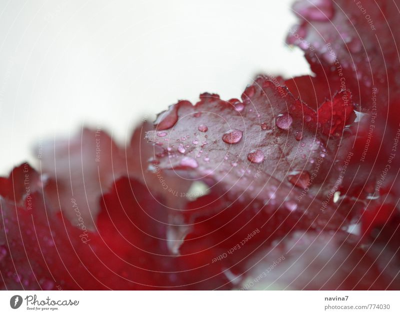 leaves red Nature Plant Leaf Exotic Fresh Clean Red Wellness Drops of water Colour photo Exterior shot Deserted Copy Space top Shallow depth of field