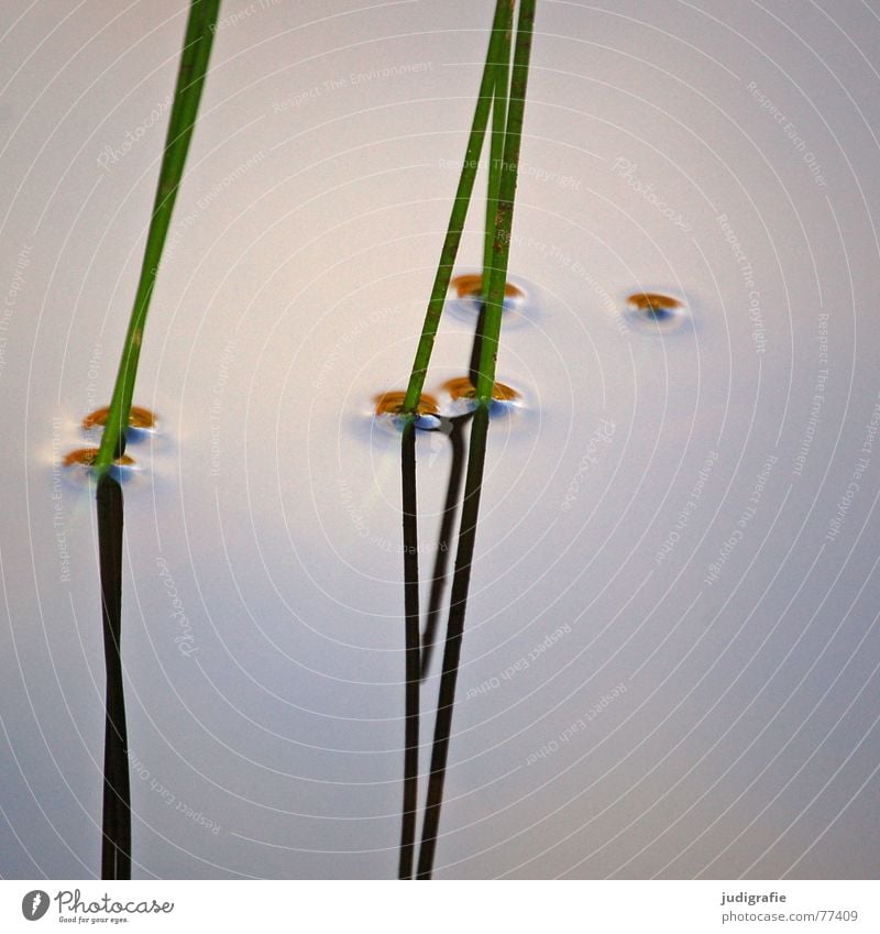 | | | | Lake Grass Stalk Mirror Reflection Green Growth Plant Surface of water Calm Pond Body of water Relaxation Harmonious Vertical Common Reed Delicate Zen