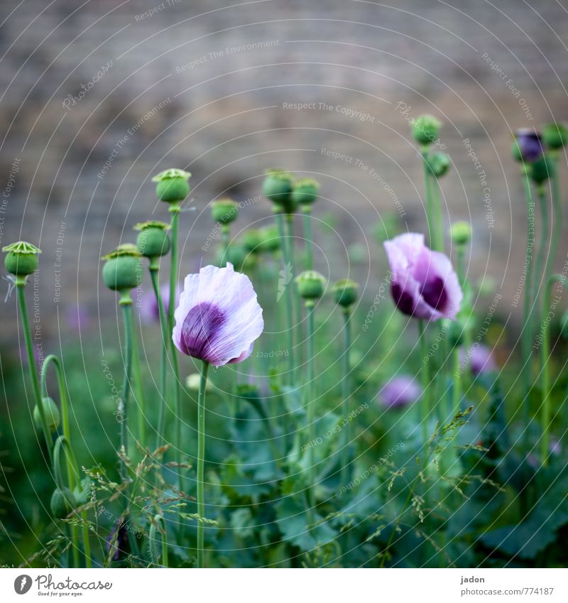 backyard beauty. Intoxicant Medication Well-being Leisure and hobbies Living or residing Nature Plant Spring Wild plant Poppy Poppy capsule Poppy field