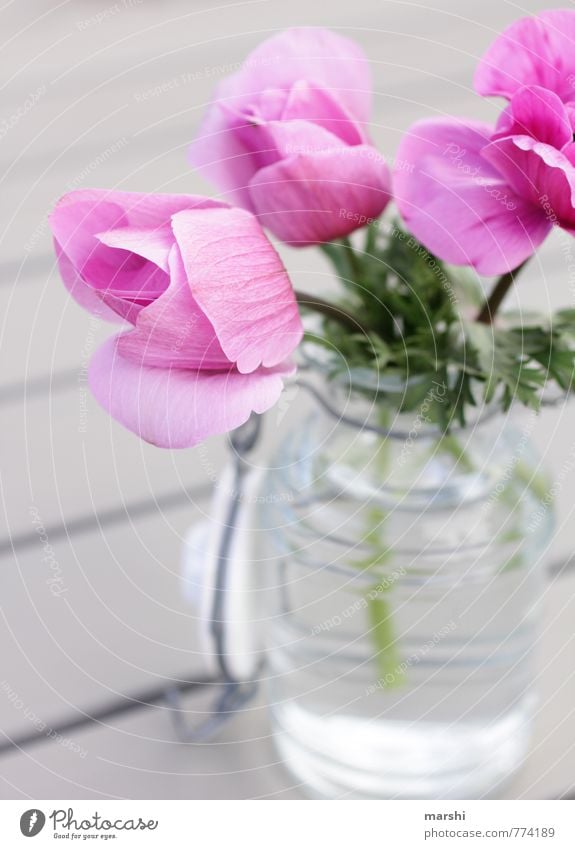Flower greeting from the garden Nature Plant Spring Summer Pink Vase Decoration Summery Blossoming Garden Colour photo Exterior shot Close-up Detail