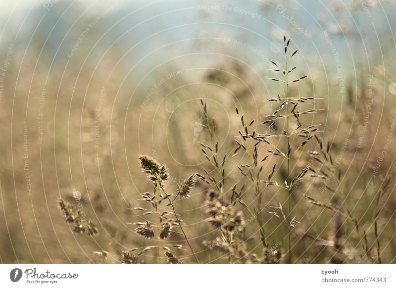 Summer meadow. Nature Landscape Plant Grass Meadow Field Juicy Blue Brown Gold Growth Seed Relaxation Warmth Flower meadow Delicate Discover Elegant Blur