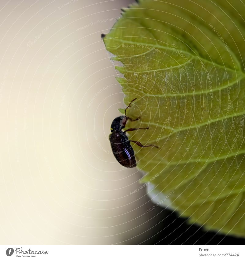 ...the shiny black ... Nature Animal Leaf Wild animal Beetle Glossy Black Cereal Mildew Beetle Alphitobius diaperinus Tenebrionid beetles 1 Hang Brown Gray