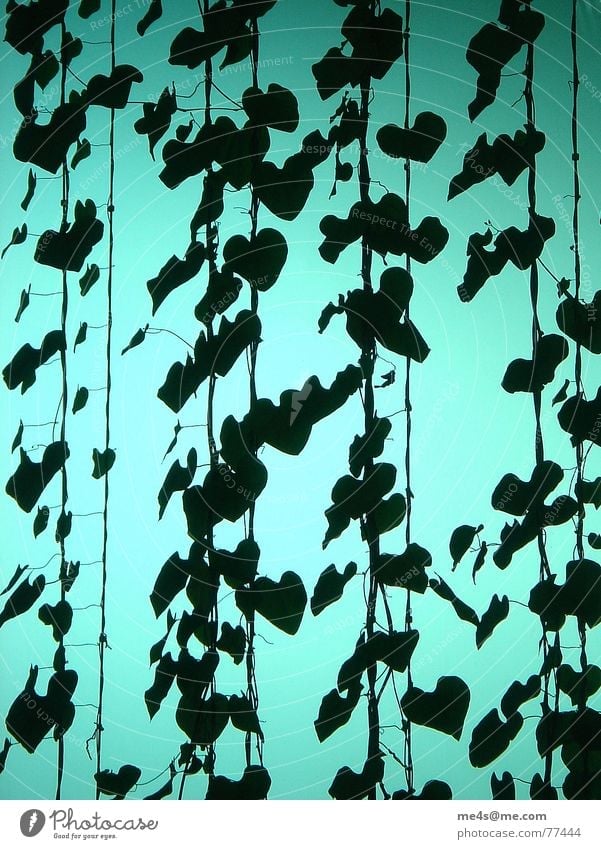 High goals Dutchman's Pipevine Flower Leaf Stalk Plant Green Heart-shaped Creeper Herbacious Light Accuracy Black Wire cable Interior design Ventilation shaft