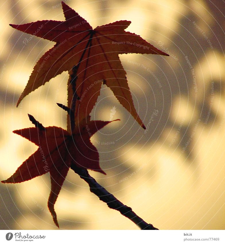 Star whispered Plant Sunlight Autumn Beautiful weather Leaf Brown Yellow Ease Autumnal Autumn leaves Leaf shade Wall (building) Contour Autumnal colours Easy