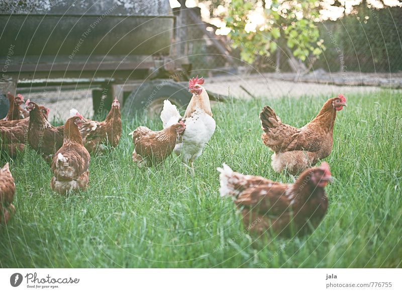 hühnerhof Nature Plant Grass Foliage plant Animal Farm animal Gamefowl Chicken coop Rooster Group of animals Pack Animal family Free Friendliness Natural