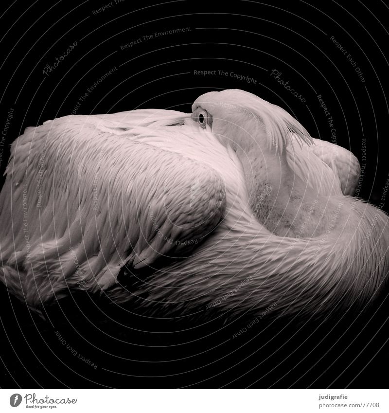 pelican Bird Pelican Web-footed birds Feather Calm Sleep Soft Pure Grief Captured Animal Zoo Beautiful waterfowl Wing Eyes Elegant Shadow Sadness