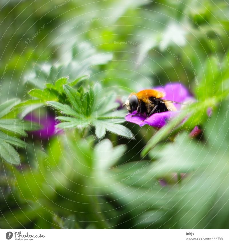 bumblebee Nature Plant Animal Spring Summer Beautiful weather Flower Leaf Blossom Garden Park Meadow Wild animal Bee Bumble bee 1 Crouch Natural Green Violet