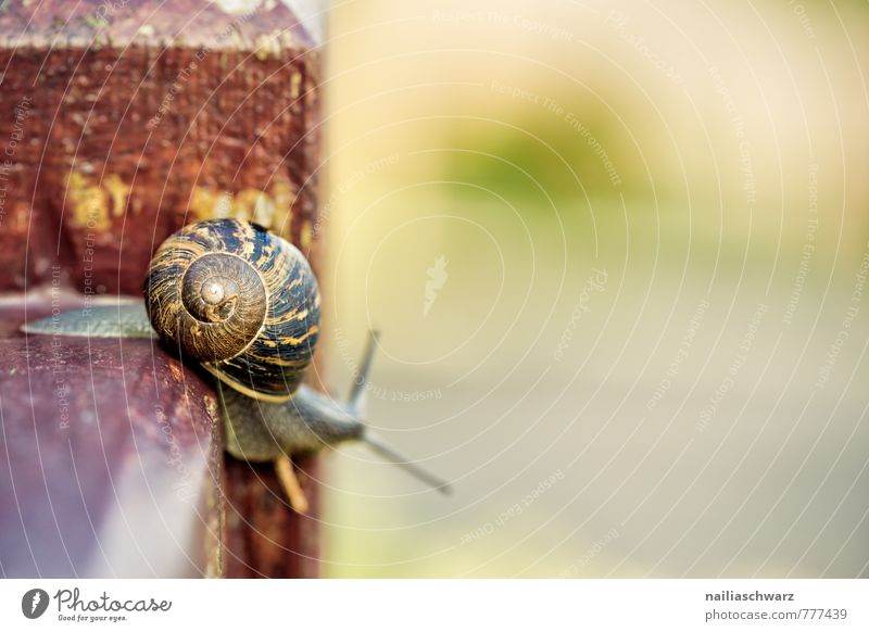snail Summer Spring Garden Animal Wild animal Snail 1 Running Crawl Happiness Funny Near Natural Curiosity Cute Slimy Brown Yellow Spring fever Love of animals
