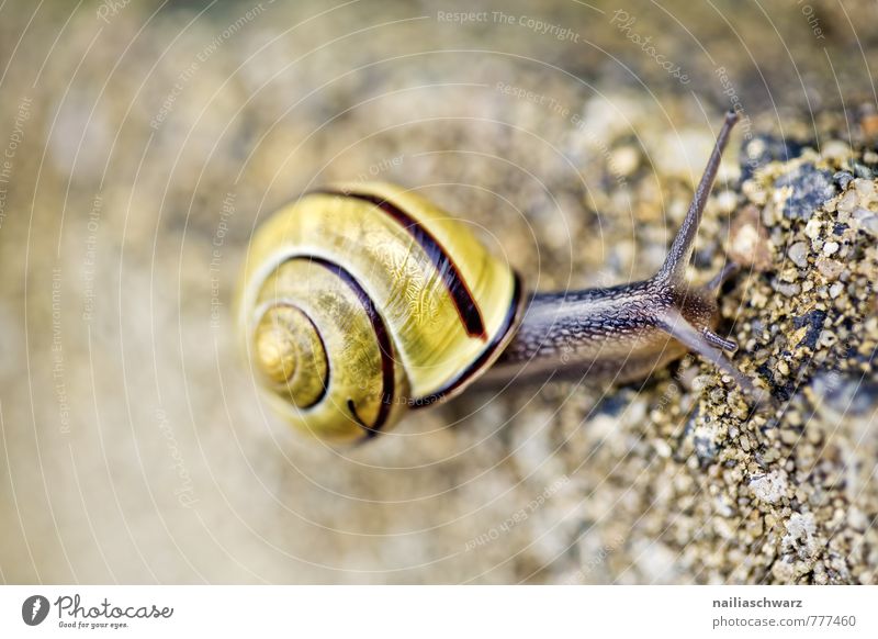 snail Summer Environment Nature Animal Spring Autumn Garden Park Snail 1 Observe Discover Crawl Looking Beautiful Natural Curiosity Cute Slimy Brown Yellow