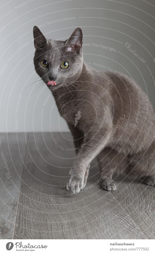 Cat licks mouth Elegant Animal Short-haired Pet To enjoy Cute Blue Gray Appetite Tongue Lick Muzzle Meal leaked Full Domestic cat portrait Portrait photograph