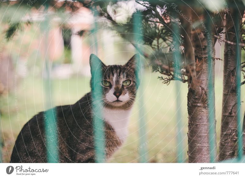 cat Pet Cat 1 Animal Wait Fence Pelt Garden Looking Colour photo Deserted Day Shallow depth of field Central perspective Animal portrait Looking into the camera