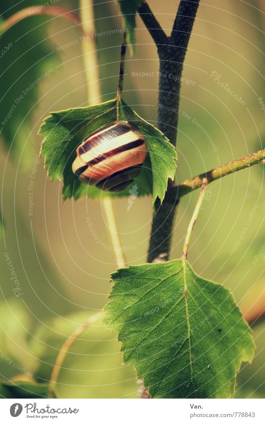 Tree house² Nature Plant Animal Spring Beautiful weather Leaf Birch tree Twig Garden Snail 1 Hang Small Green Colour photo Multicoloured Exterior shot Close-up