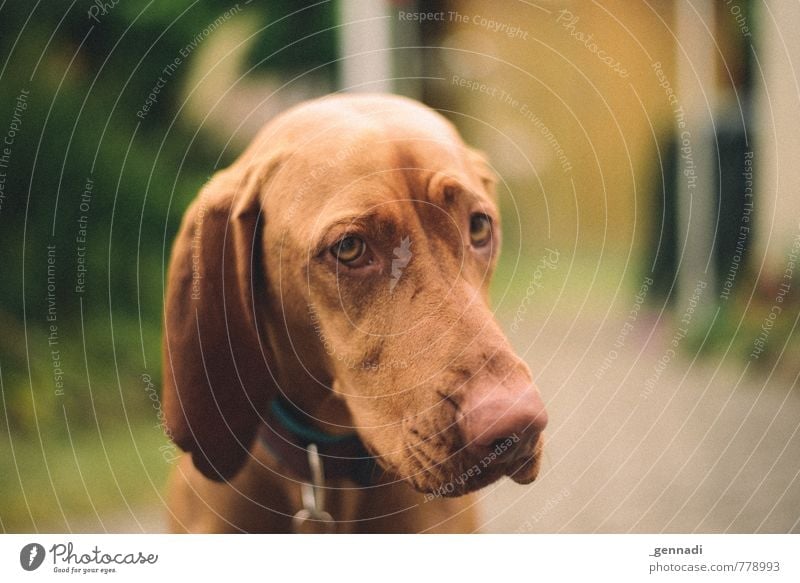 dog Pet Dog 1 Animal Beautiful Beg Puppydog eyes Ear Lop ears Snout Eyes Colour photo Deserted Copy Space right Day Animal portrait Looking into the camera