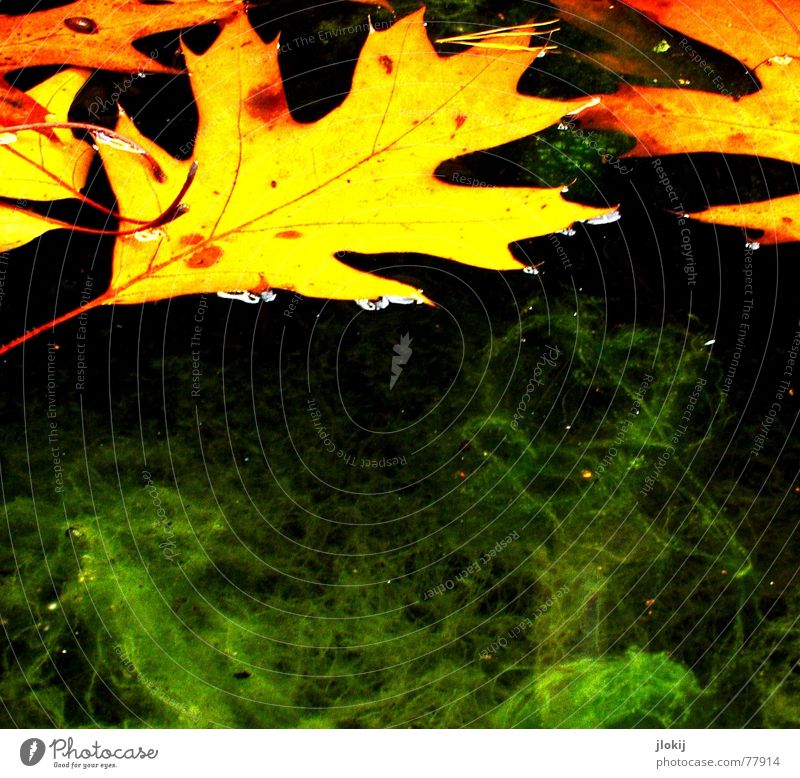 With your permission Algae Leaf Hover Green Vessel Autumn Disgust Slimy Oak tree Flow Yellow Navigation Transience Water Orange disgust sb. Acorn swimming