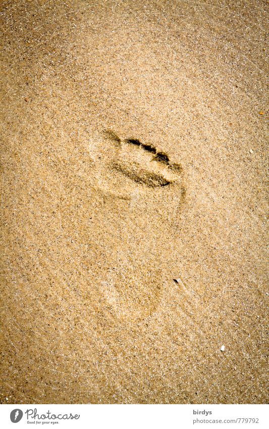 leave traces Summer vacation Beach Footprint Sand Esthetic Positive Warmth Calm Life Purity Movement Uniqueness Nature Pure Lanes & trails Barefoot Animal foot