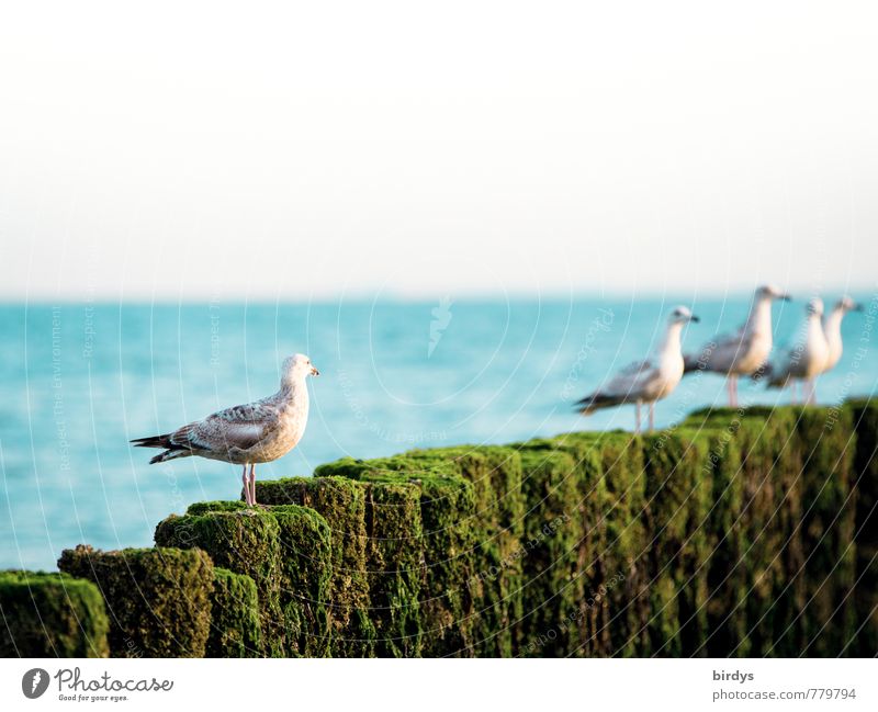 Seagull ensemble and soloist Summer vacation Beautiful weather Coast Ocean Gull birds Group of animals Looking Stand Esthetic Funny Positive Blue Green White