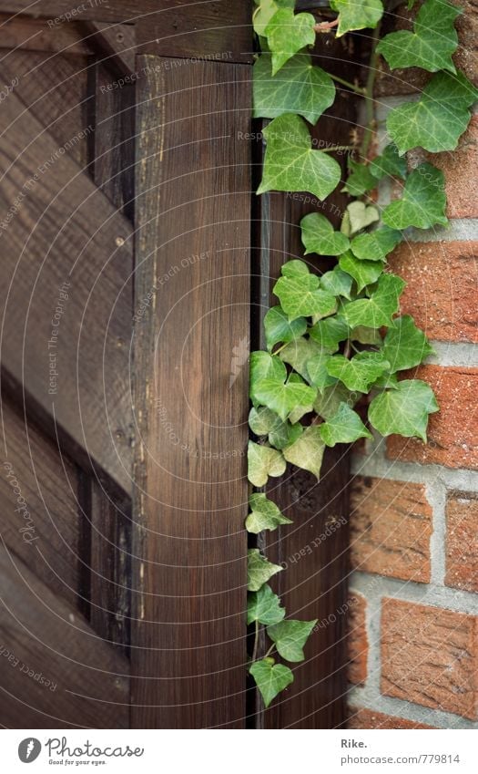 United. Nature Plant Spring Summer Ivy Leaf Foliage plant Wild plant Garden Wall (barrier) Wall (building) Facade Door Wood Growth Esthetic Natural Green