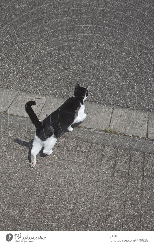 CROSS OVER. Street Lanes & trails Sidewalk Curbside Animal Pet Cat 1 Walking Esthetic Traverse Colour photo Exterior shot Deserted Copy Space top