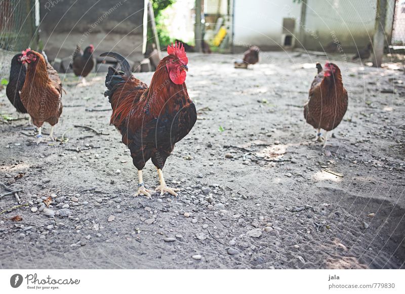 cocks Animal Farm animal Rooster Gamefowl Group of animals Pack Esthetic Natural Colour photo Exterior shot Deserted Day Animal portrait