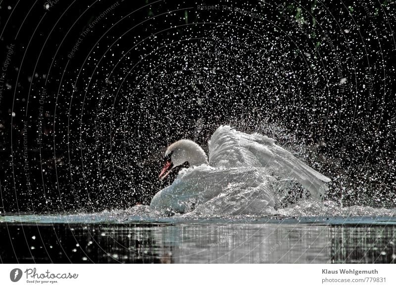 Mute swan cleans itself intensively, thereby it splashes and water drops shine in the back light Elegant Environment Nature Animal Water Drops of water Sunlight